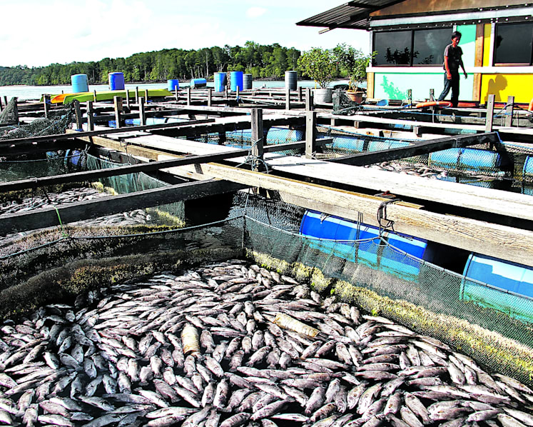 Mass fish deaths: AVA will help fish farmers build resilience, says Maliki