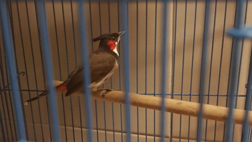 Man fined S$5,000 after bird found stuffed in paper packet at Woodlands Checkpoint