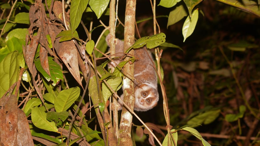 NParks to do major biodiversity surveys of plants and animals at Central Catchment Nature Reserve, Southern Islands