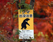 Mass school closures in Japan city as bear roams streets