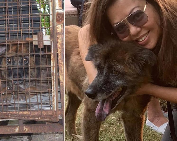 Grieved by sufferings of chained dogs, this activist engages owners to free their pets