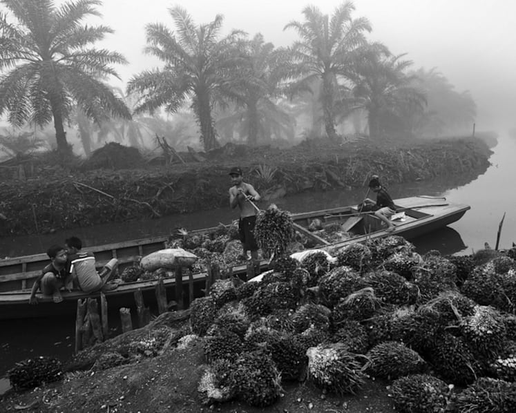 Making sustainable palm oil a reality