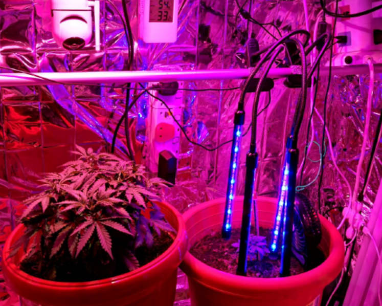Man charged with growing cannabis plants in Yishun flat