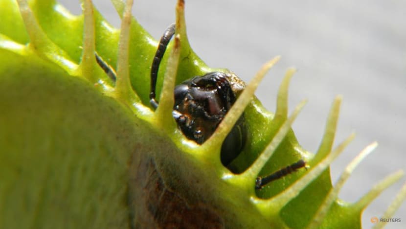 Scientists unlock the secret behind the Venus flytrap's snap