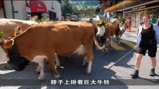 瑞士赶牛下山节 居民游客兴致勃勃参与其盛