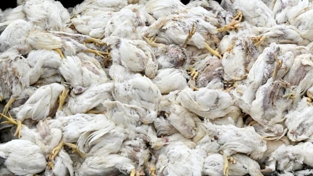 德国禽流感大爆发  全国已扑杀逾50万只家禽