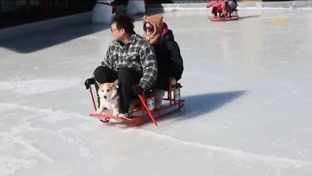携宠物出游成风潮 中国推进规范化服务