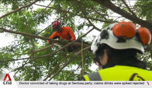 Singapore launches first national tree management standard