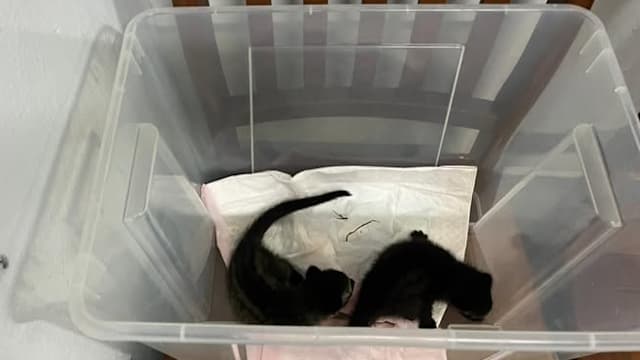 巧遇落单“幼猫” 善心人伸援手后发现小动物竟是麝猫幼崽