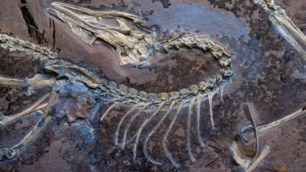 Chicago museum's fossil yields insights on famed early bird Archaeopteryx - Channel News Asia (Picture 2)