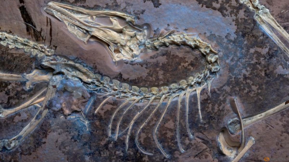 Chicago museum's fossil yields insights on famed early bird Archaeopteryx - Channel News Asia (Picture 1)