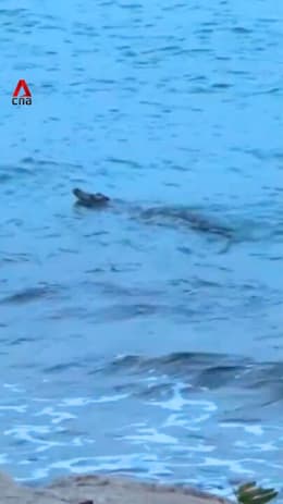 Crocodile spotted in waters off Sentosa, water activities at beaches halted