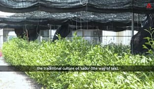 CNA Correspondent - Can China Challenge Japan's Matcha Dominance? 