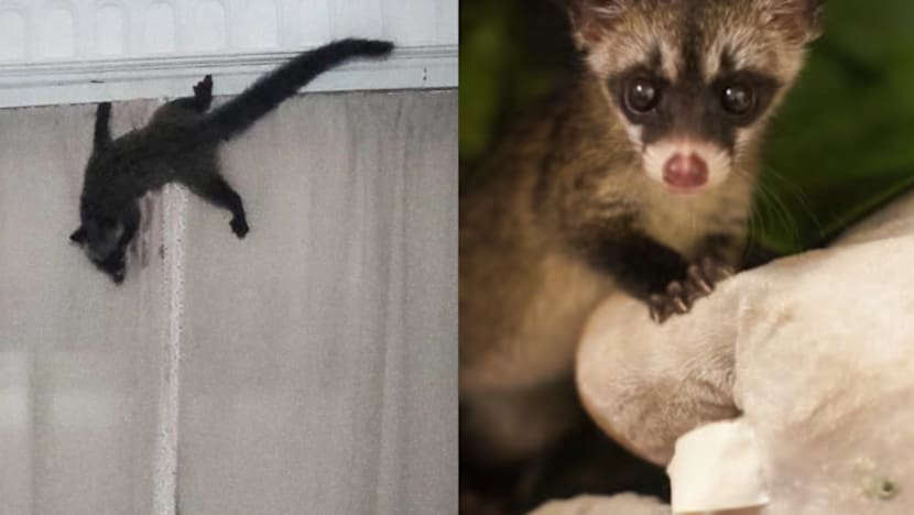 Why Did A One-North Office Smell Like Cooked Rice? The Answer Was A Civet Cat