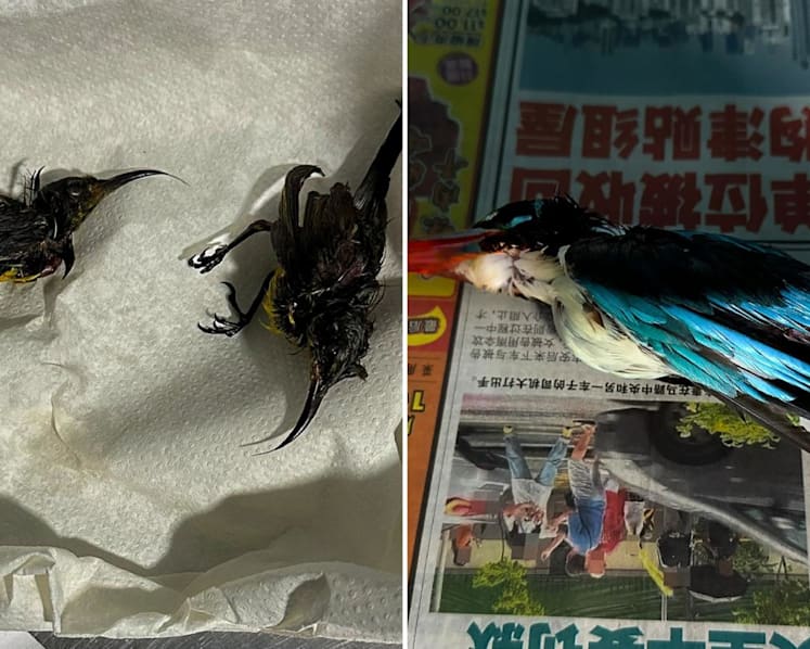 Four birds dead after being trapped with glue at Gardens by the Bay: ACRES