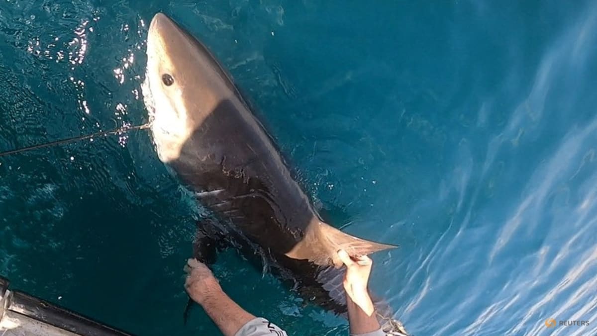 Scientists turn to sharks to improve hurricane predictions
