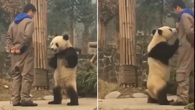 饲养员藏零食不让吃 四川熊猫双手叉腰“理论”