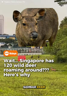 Singapore’s sambar deer were once believed to be on the brink of extinction, with conservationists estimating there may have been as few as three individuals left in the late 1990s. Today, the population has rebounded to around 120 deer across forested areas including Mandai, Gali Batu and Chestnut Nature Park. The remarkable recovery has led to new discussions about wildlife management, as the species has no natural predators in Singapore and its numbers continue to grow. Often called the “ghosts of the forest” due to their elusive nature, sambar deer remain one of Singapore’s least-seen wild animals despite being the world’s third-largest deer species. According to conservationists and wildlife researchers, the challenge is no longer preventing extinction — but ensuring long-term coexistence between humans and a growing deer population. #8dayssg #8dayssgtrending #singapore #sgtiktok #endangeredspecies 