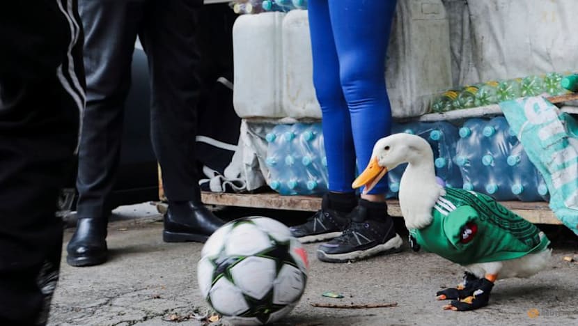 Merlin the duck: From Mexico City streets to World Cup stardom
