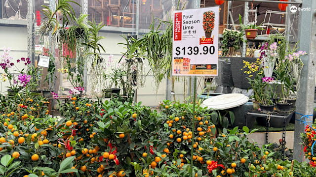 不少家庭赶在除夕购买年花 热门年花和盆栽几乎售罄
