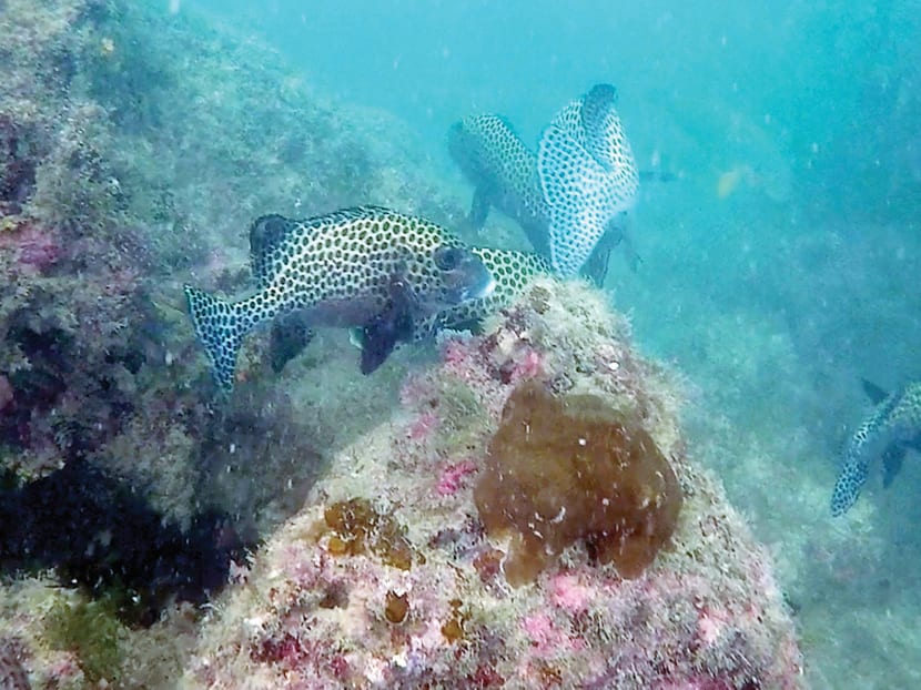 Sisters' Islands Marine Park is home to a variety of marine life such as sea stars, hard and soft corals and clown fishes. Sisters' Islands Marine Park is home to a variety of marine life such as sea stars, hard and soft corals and clown fishes.