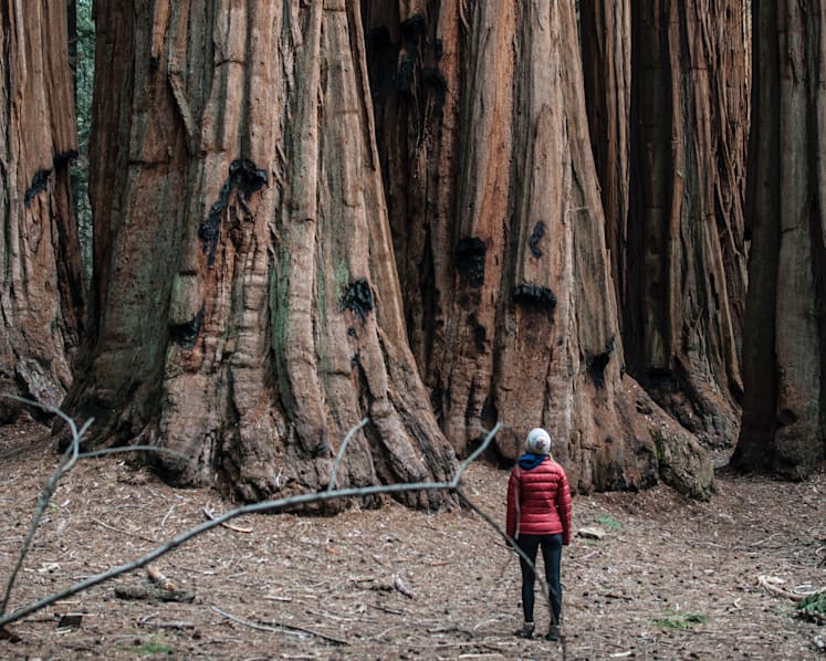 Trees offer leadership lessons for non-profit organisations