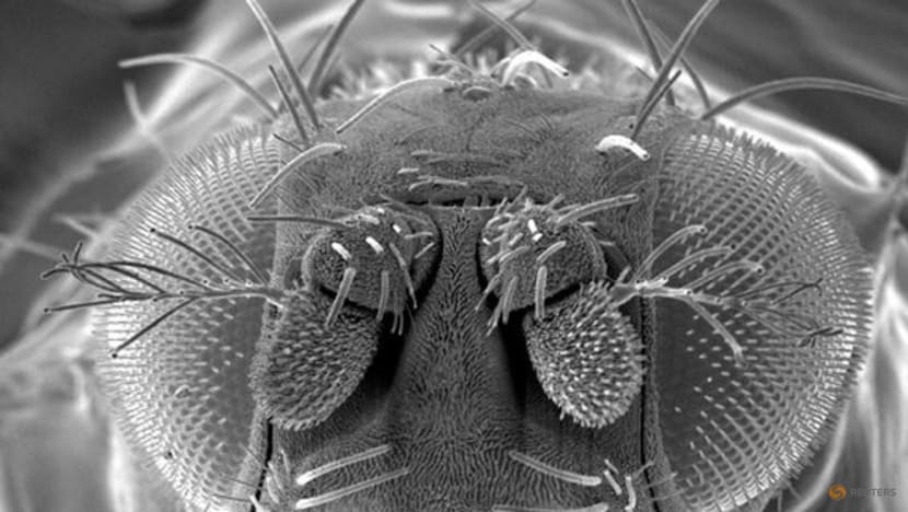 Scientists map fruit fly brain in neurobiological milestone Scientists map fruit fly brain in neurobiological milestone