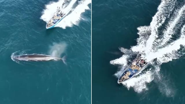 中国涠洲岛海域  一头布氏鲸遭渔船撞击受伤