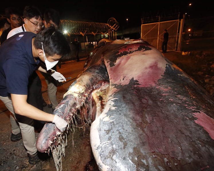Carcass of sperm whale found near Jurong Island