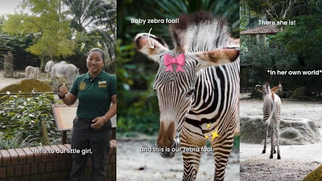 贺马年庆国际斑马日 动物园为斑马宝宝征名