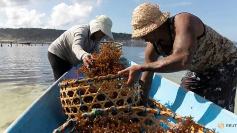 COVID-19: Sektor pelancongan Bali terjejas, penduduk alih ke pertanian rumpai laut COVID-19: Sektor pelancongan Bali terjejas, penduduk alih ke pertanian rumpai laut