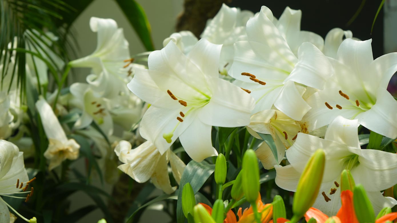 游客到花卉展可欣赏到46种，超过7000株百合花。（图：滨海湾花园）