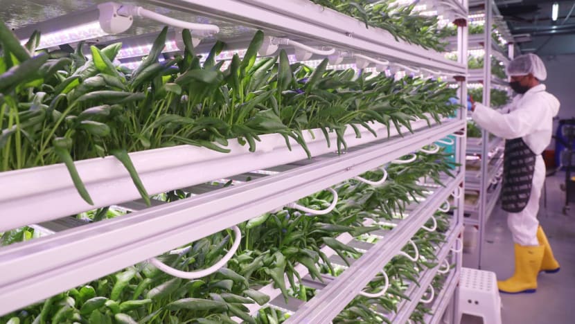 'A growing interest': Despite challenges in beating the heat, unique crops like ice plants, strawberries take root in S'pore farms  