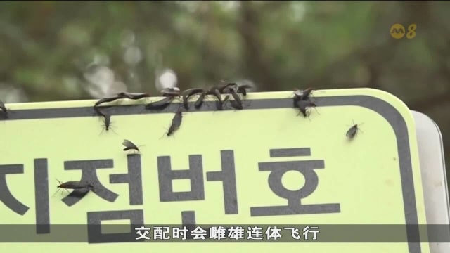韩国进入夏季 首尔等地爆发“爱情虫”危机