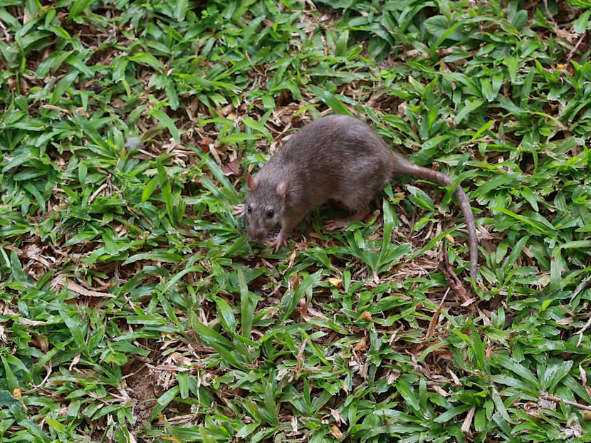 'Truly a marathon': How residents, businesses and town councils are intensifying the war against rats 'Truly a marathon': How residents, businesses and town councils are intensifying the war against rats