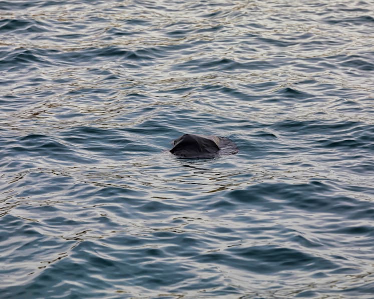 Indonesian man swam to Singapore from Malaysia using inflated trash bag, gets jail and caning