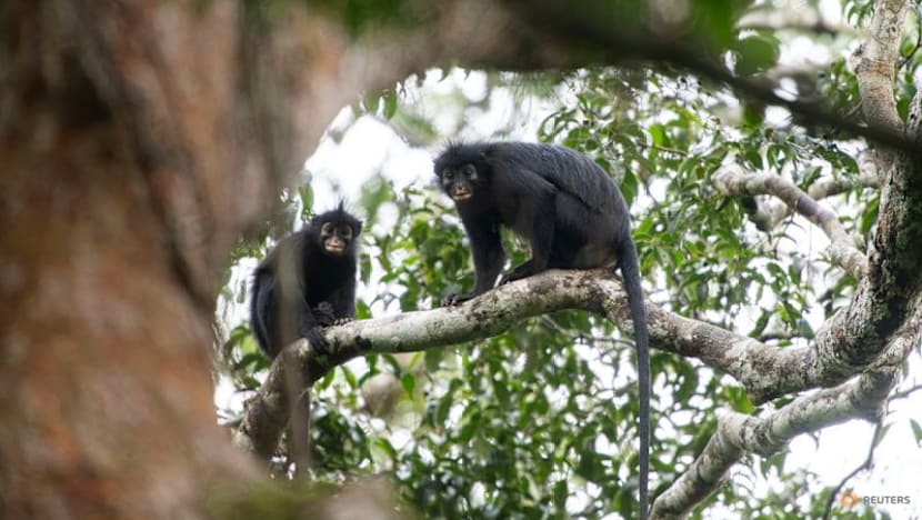 Scientists find new monkey species in Congo's rainforest