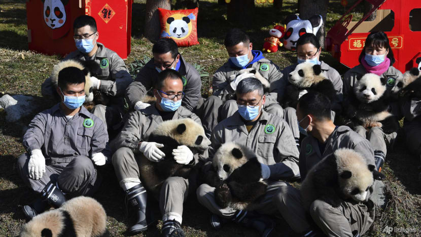 Commentary: Will new UN biodiversity targets stop the decline of wildlife? Commentary: Will new UN biodiversity targets stop the decline of wildlife?