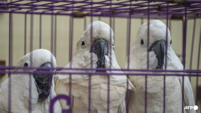 Commentary: Wildlife and weapons trafficking converge in Southeast Asia Commentary: Wildlife and weapons trafficking converge in Southeast Asia