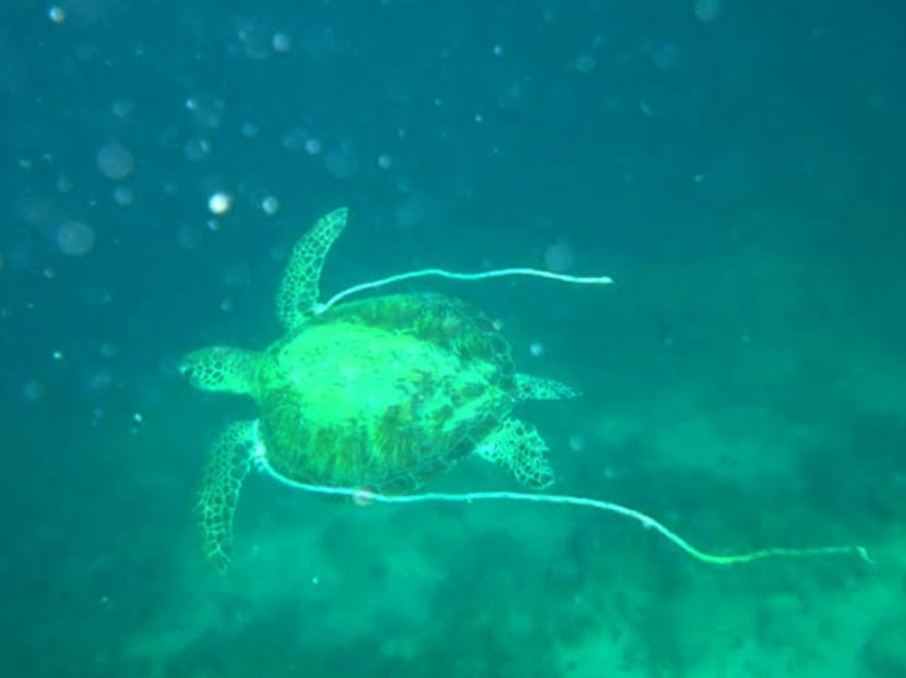 Over the years, the diving fraternity in Sabah have taken their own initiatives to remove fishing nets underwater.