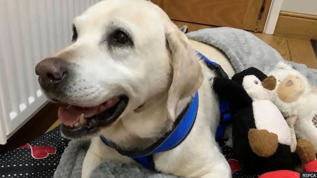 英国拉布拉多犬被偷 八年后返家与主人团聚