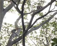 NParks sterilising long-tailed macaques at Maju Forest to manage population