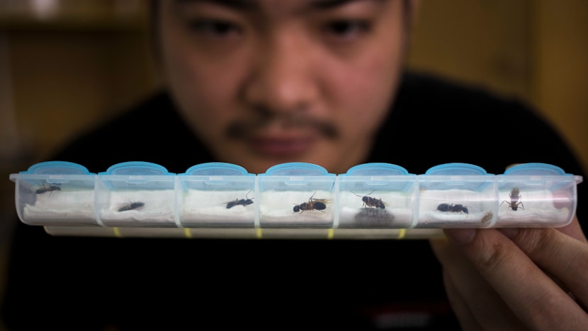 Ants as pets? The hobby is catching on in Singapore