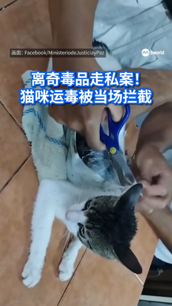奇案！猫咪藏毒欲闯哥国监狱 被狱警拦截