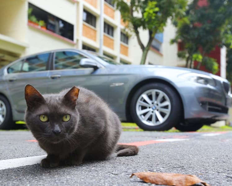 Man accused of abusing 5 cats, including throwing them down from HDB blocks and killing them