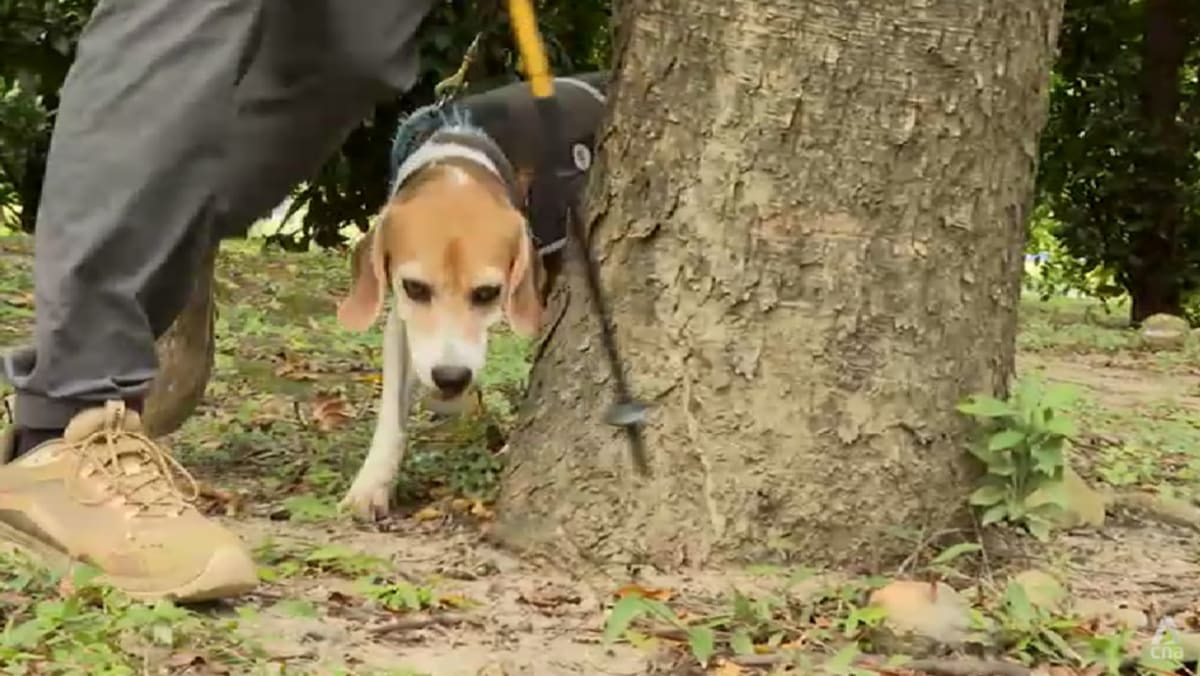 Taipei’s sniffer dogs help detect sick trees to improve urban safety Taipei’s sniffer dogs help detect sick trees to improve urban safety