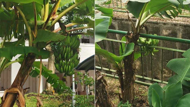 芭蕉诗二首：探索南洋植物的文学意象
