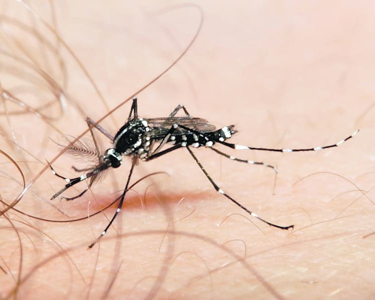 Duke-NUS researchers make dengue breakthrough