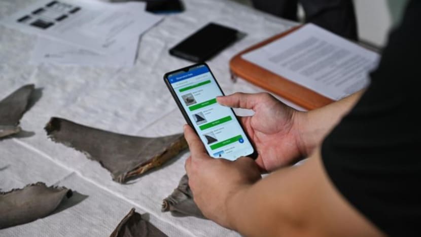  Aplikasi Fin Finder kenal pasti sirip jerung; bantu kekang perdagangan haram hidupan liar