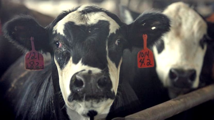 Penyakit lembu gila boleh diturunkan dari manusia ke manusia Penyakit lembu gila boleh diturunkan dari manusia ke manusia